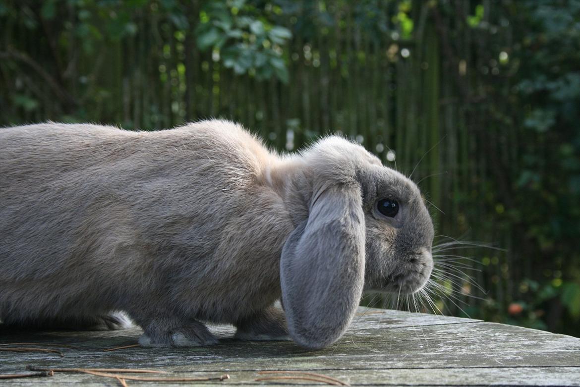 Kanin Nikita billede 3