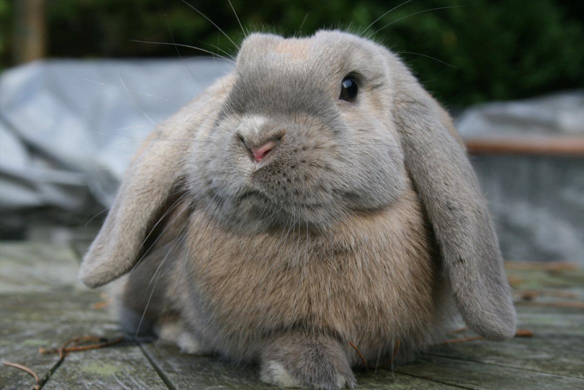 Kanin Nikita billede 4