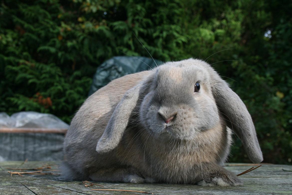 Kanin Nikita billede 5