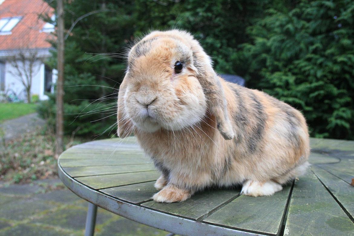 Kanin Figaro billede 6