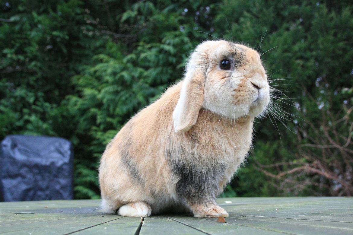 Kanin Figaro billede 7