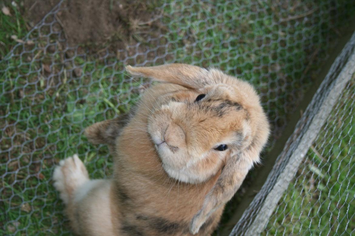 Kanin Figaro billede 8