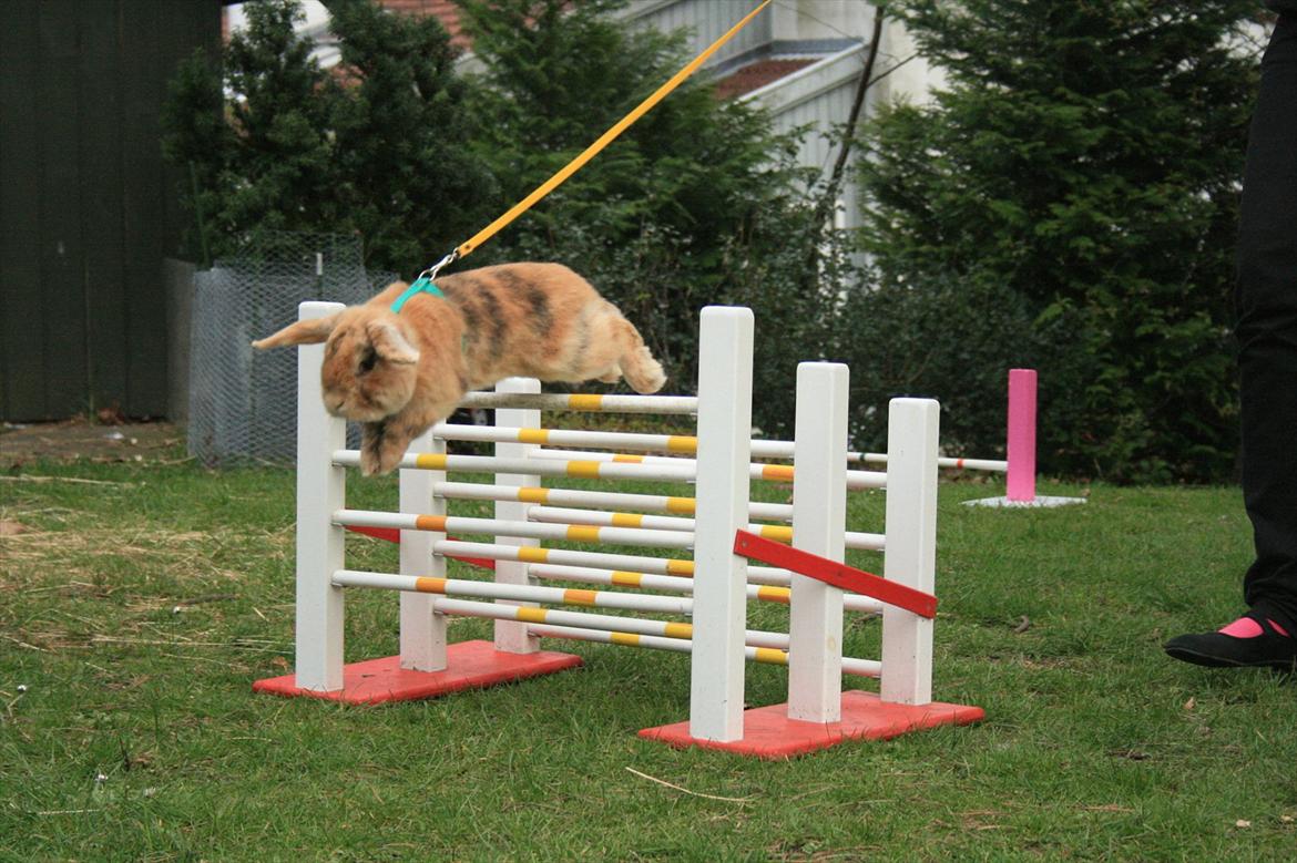 Kanin Figaro billede 9