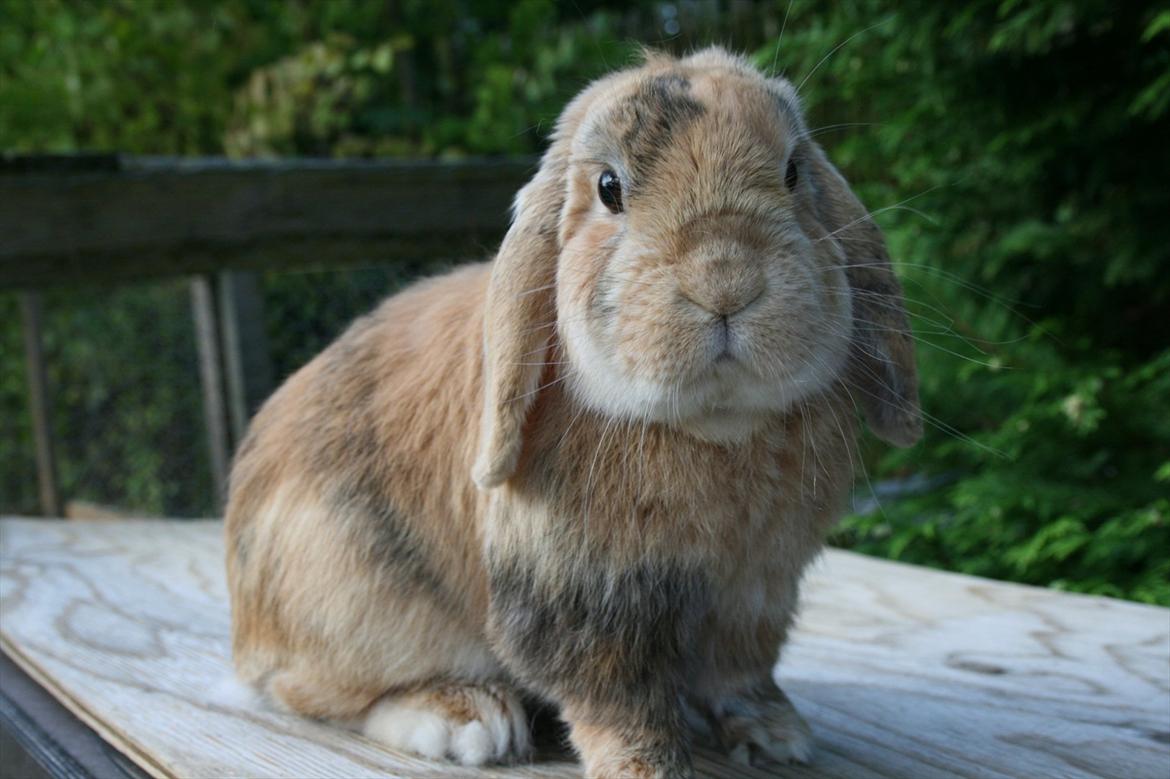 Kanin Figaro billede 10