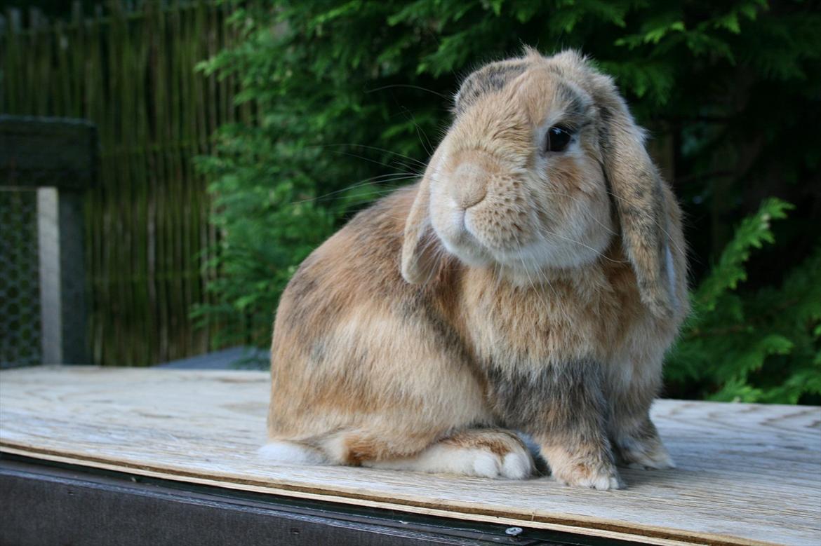 Kanin Figaro billede 11