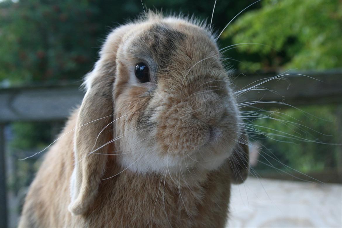 Kanin Figaro billede 12