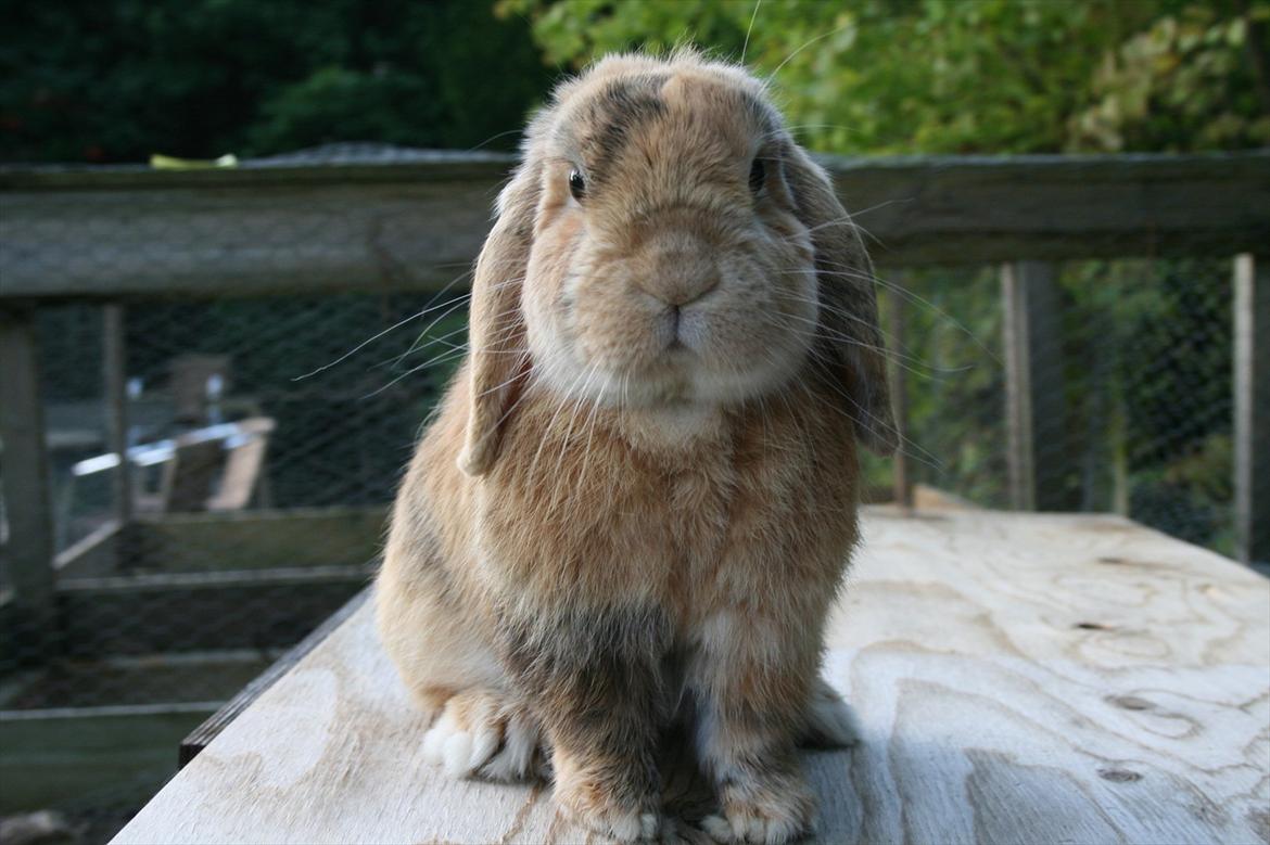 Kanin Figaro billede 13