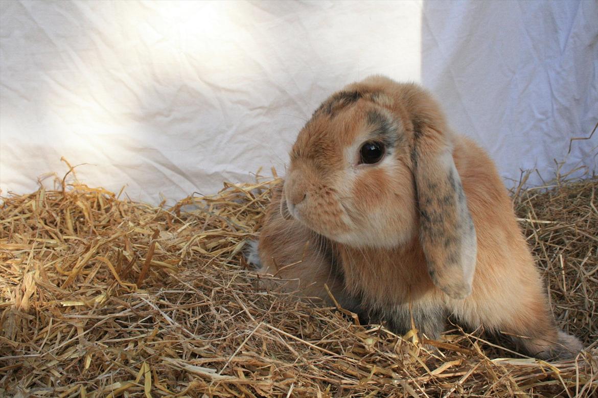 Kanin Figaro billede 14