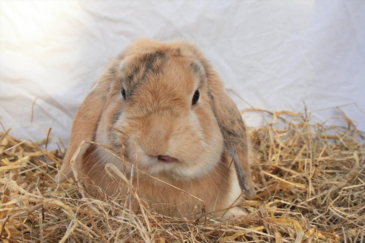 Kanin Figaro billede 15