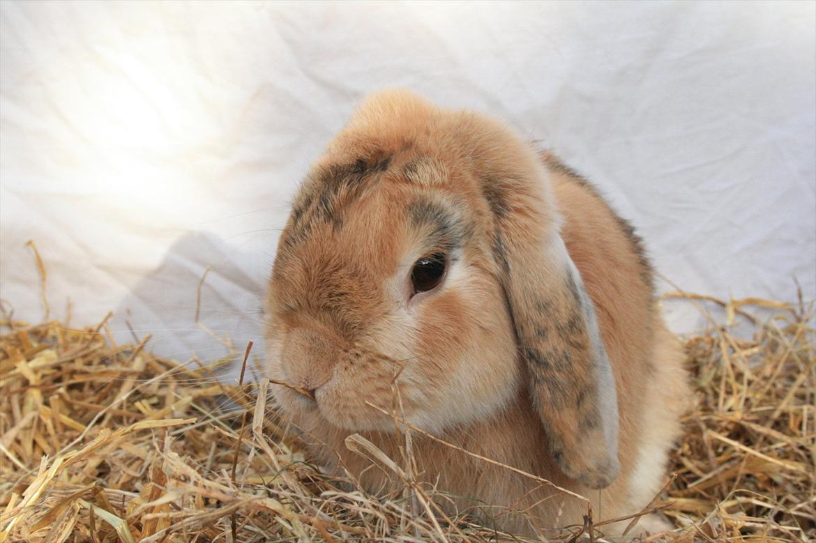 Kanin Figaro billede 16