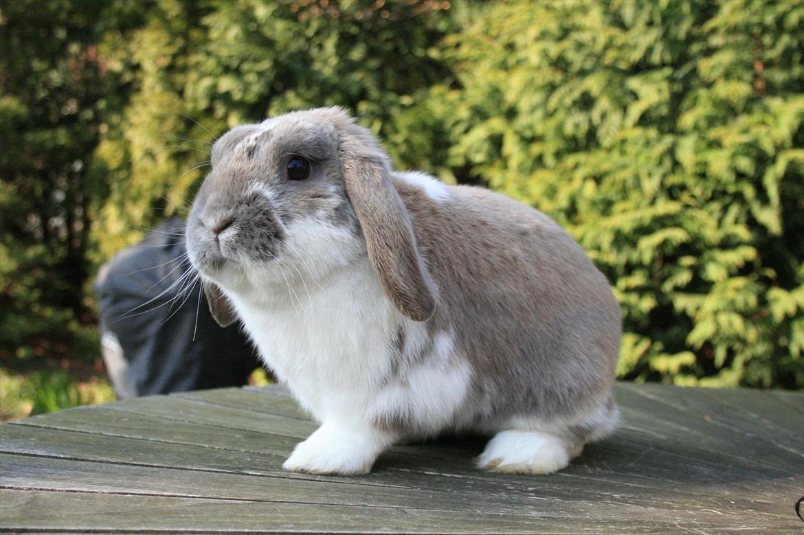 Kanin Jameson billede 6