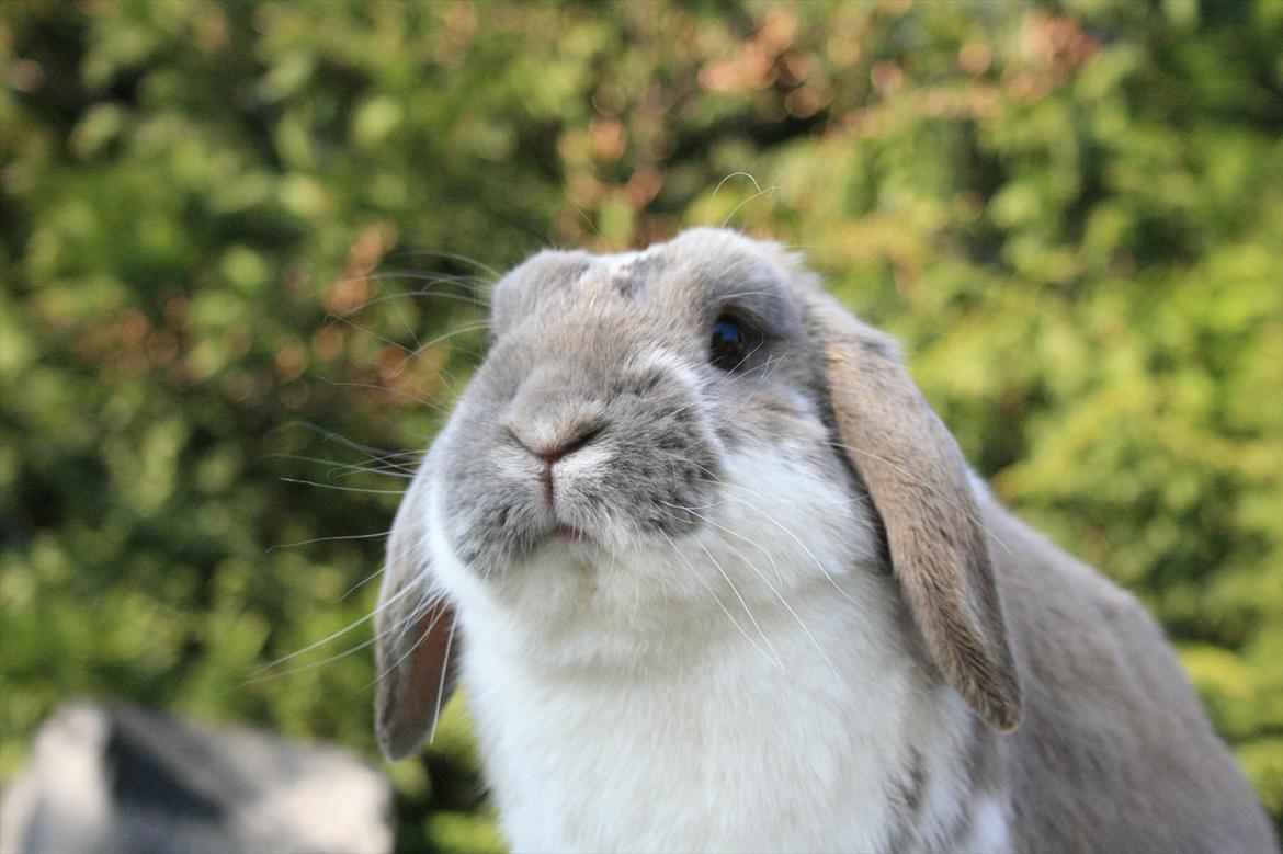 Kanin Jameson billede 7