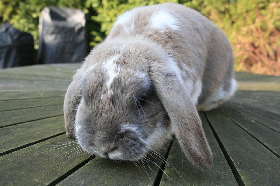 Kanin Jameson billede 8