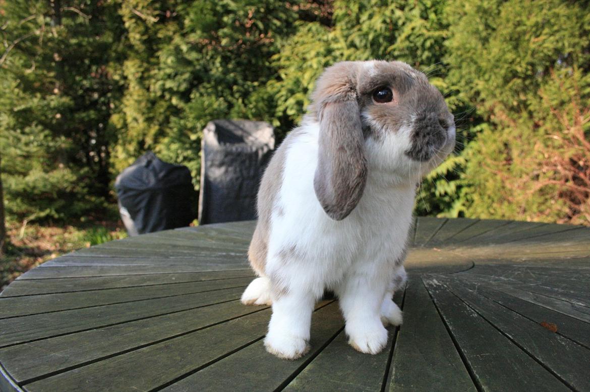 Kanin Jameson billede 9