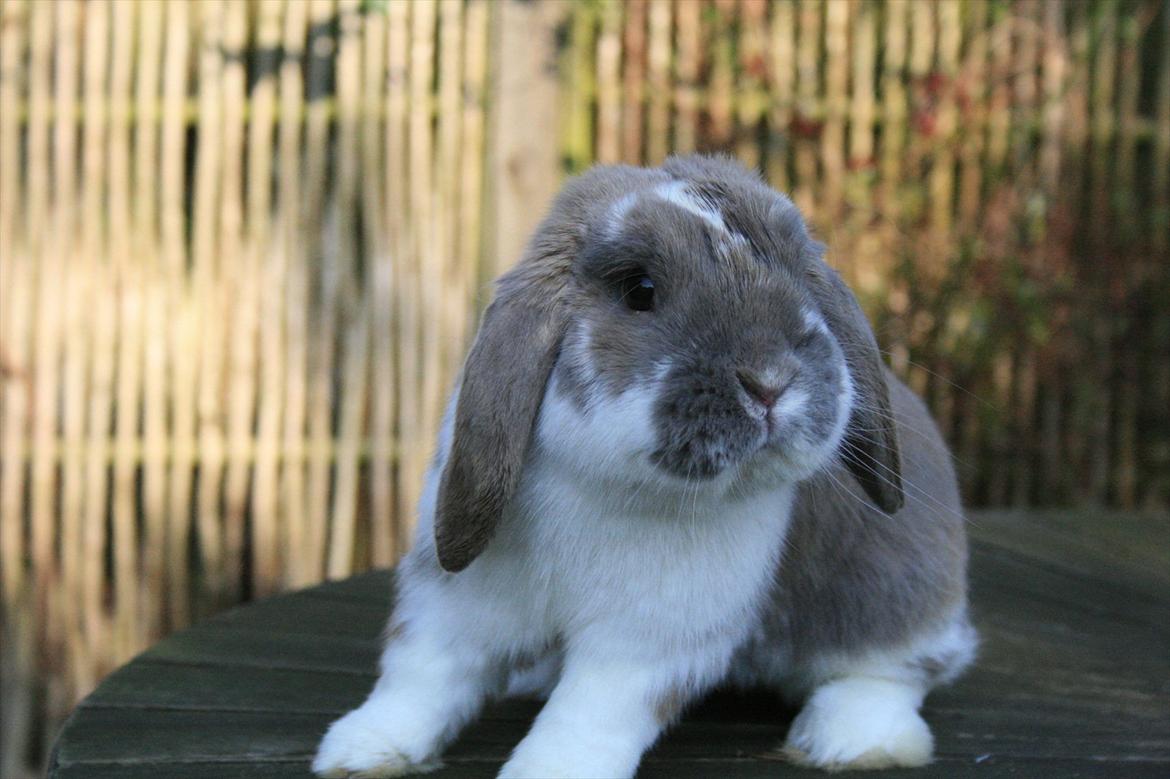 Kanin Jameson billede 10