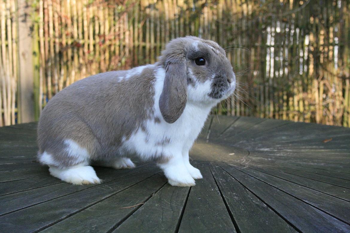 Kanin Jameson billede 11