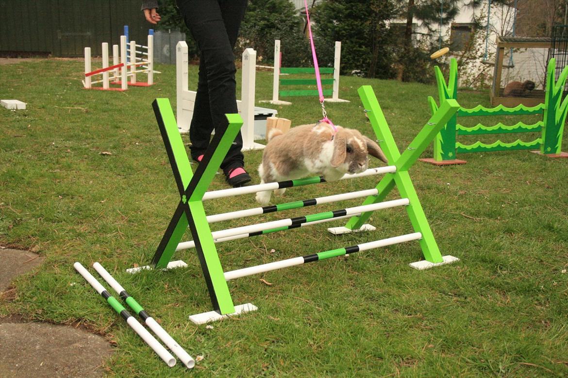 Kanin Jameson billede 12