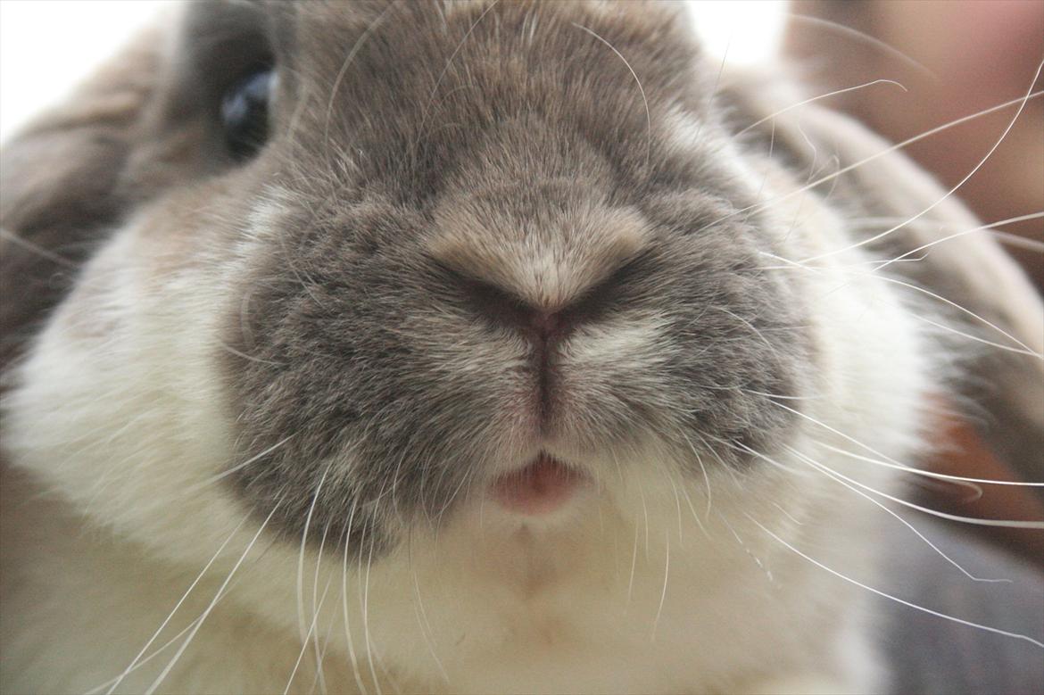 Kanin Jameson billede 13