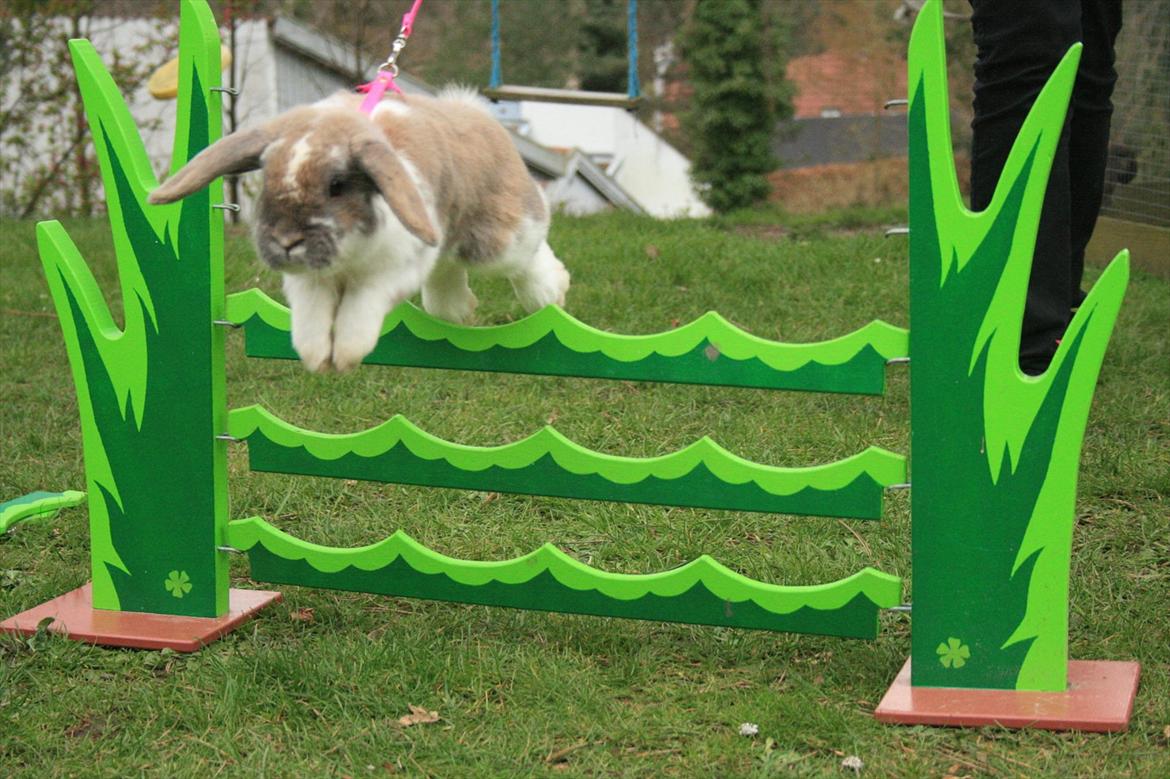 Kanin Jameson billede 14