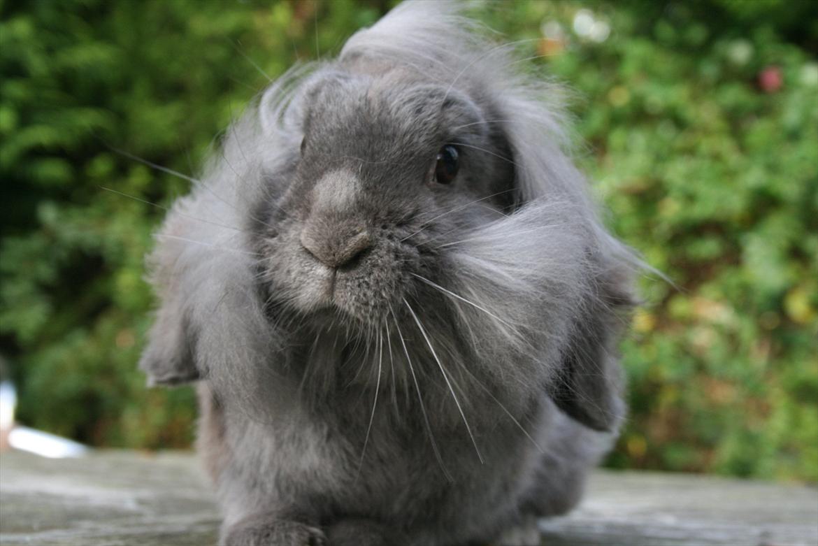 Kanin Bayou billede 7