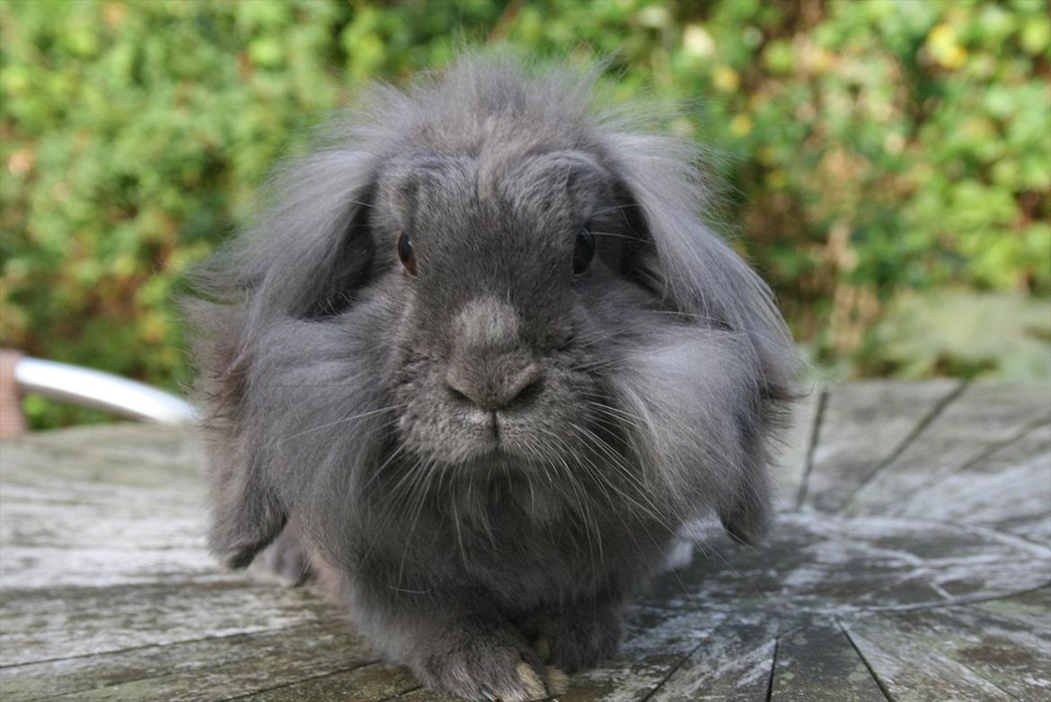 Kanin Bayou billede 8