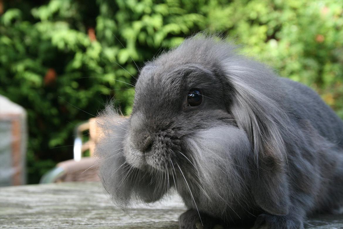 Kanin Bayou billede 9