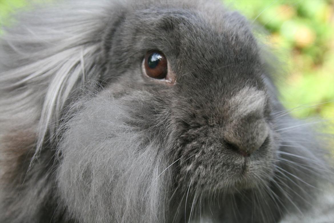 Kanin Bayou billede 1