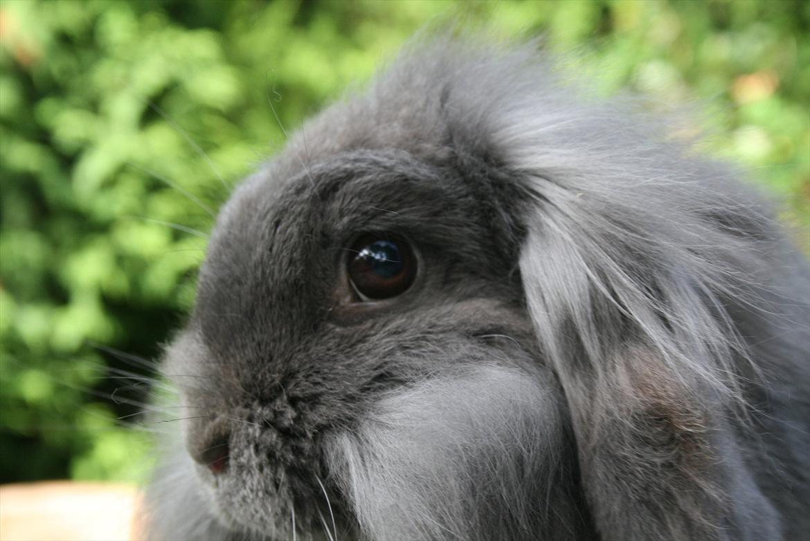 Kanin Bayou billede 10