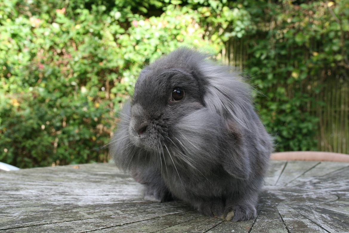 Kanin Bayou billede 11