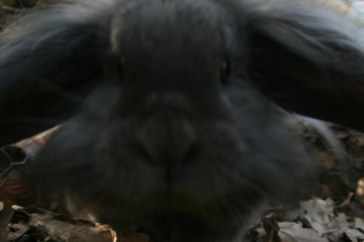 Kanin Bayou billede 12