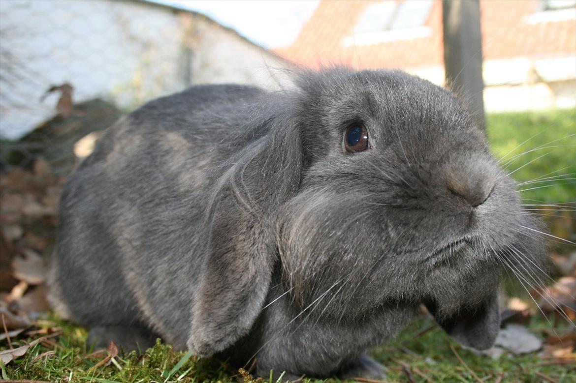 Kanin Bayou billede 13