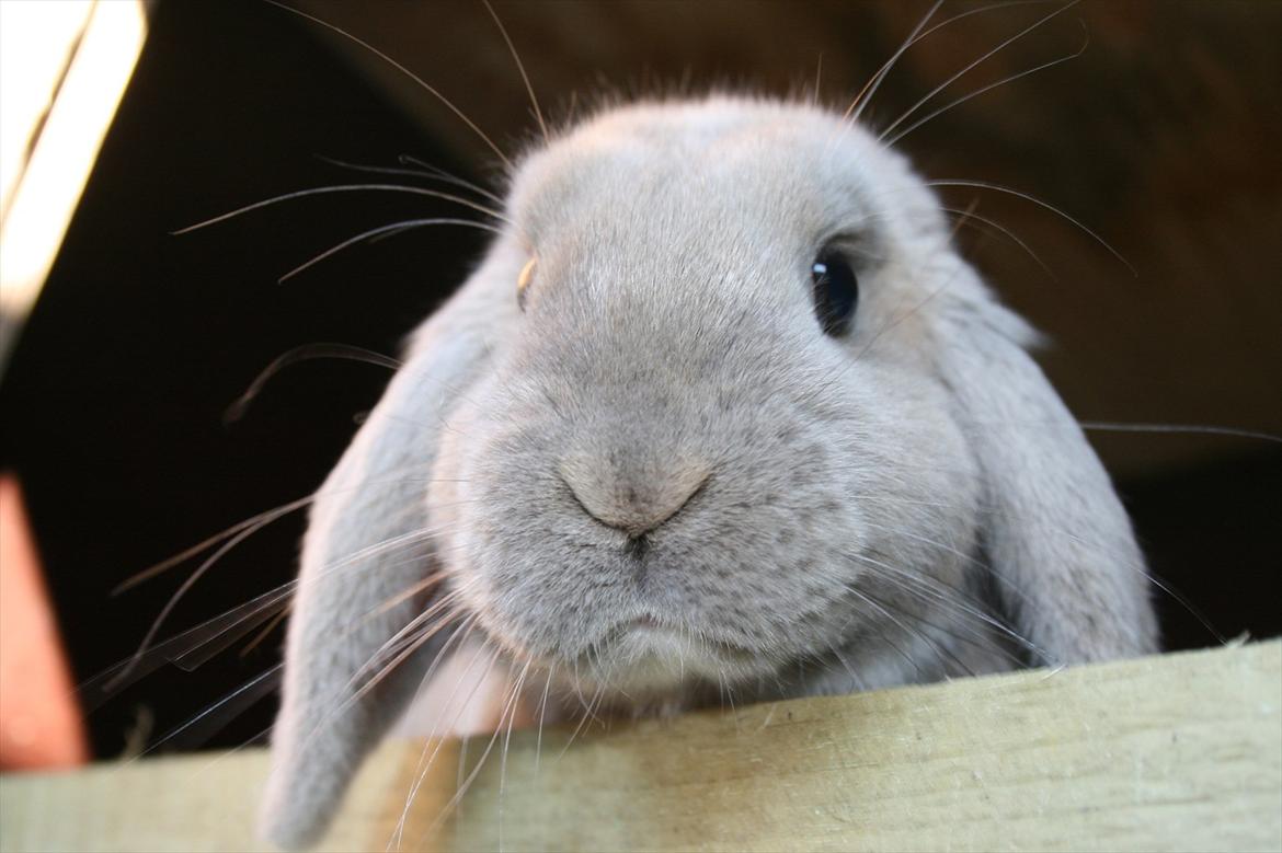 Kanin Nymphadora billede 6