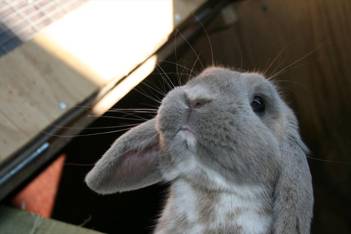 Kanin Nymphadora billede 7