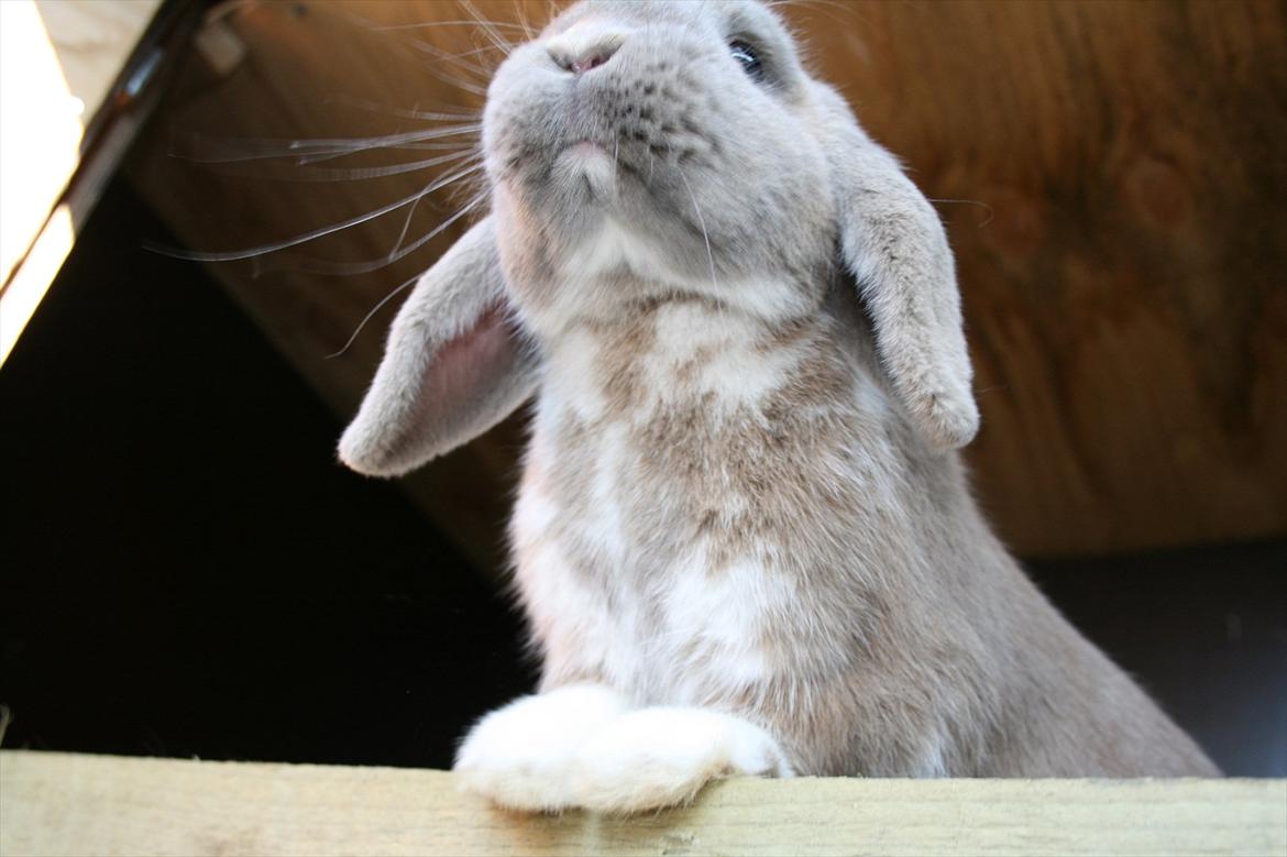 Kanin Nymphadora billede 8