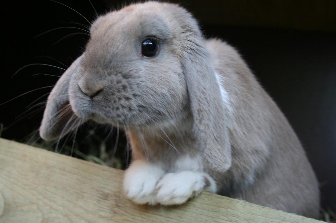 Kanin Nymphadora billede 9