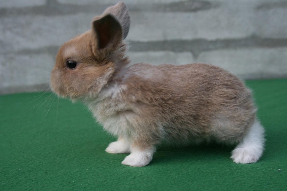 Kanin Nymphadora billede 10