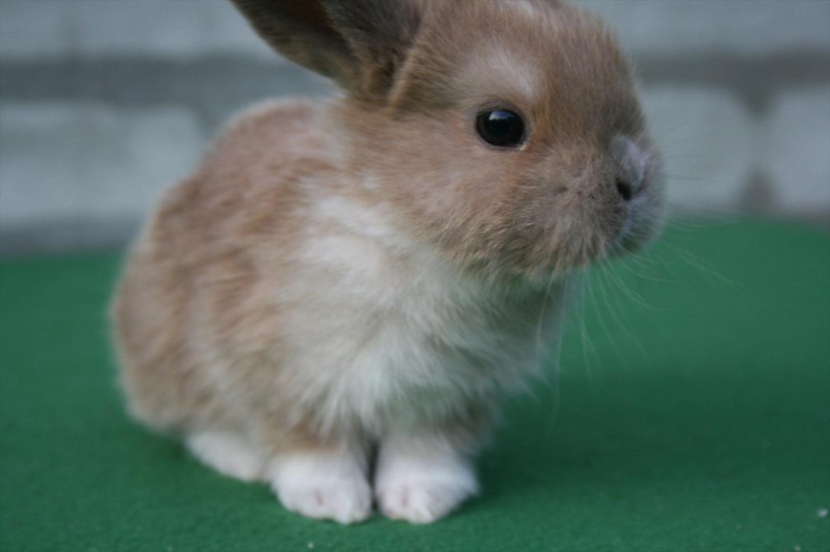 Kanin Nymphadora billede 11