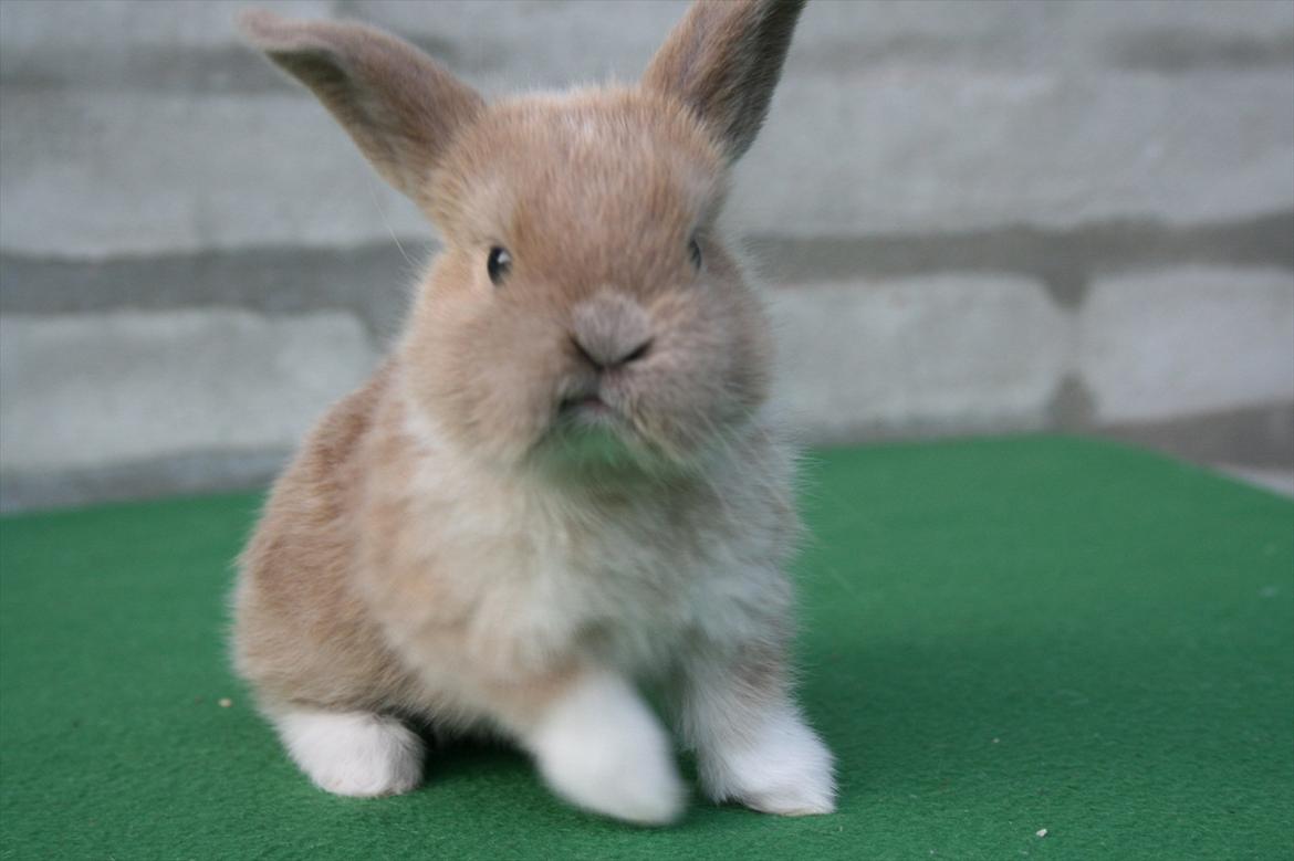 Kanin Nymphadora billede 12