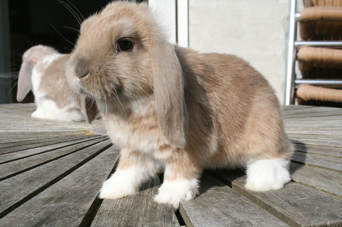 Kanin Nymphadora billede 13