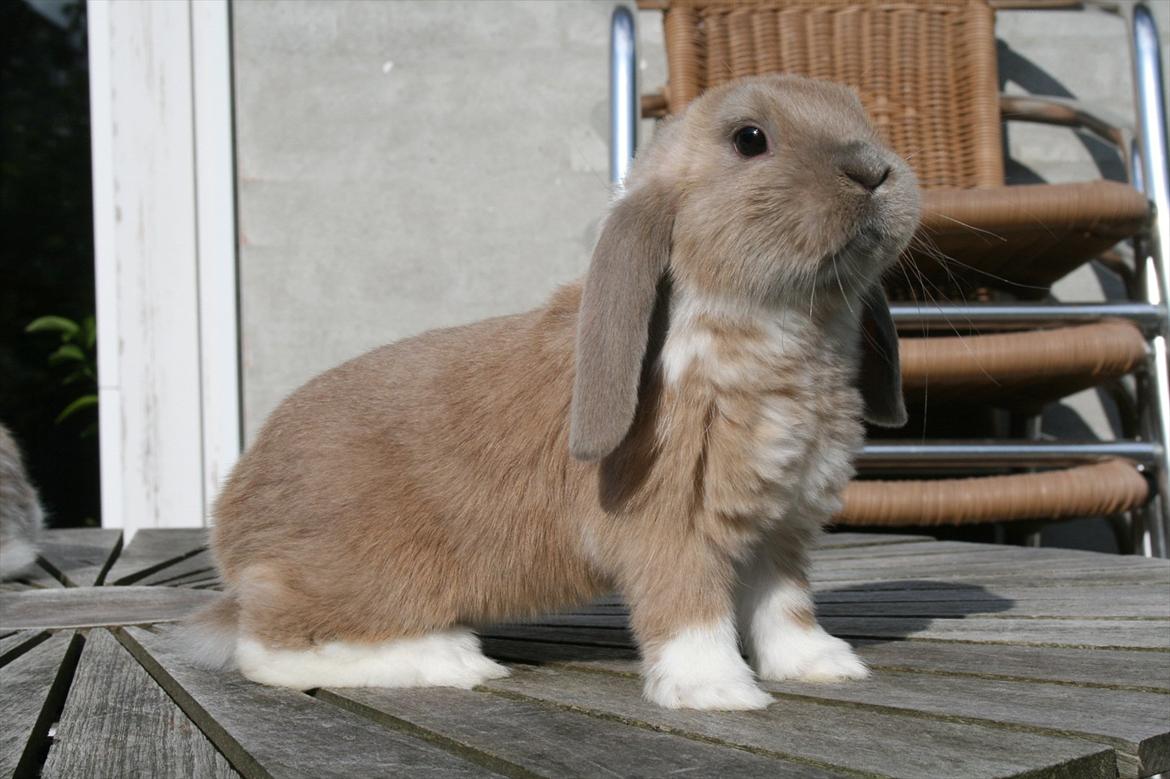 Kanin Nymphadora billede 14