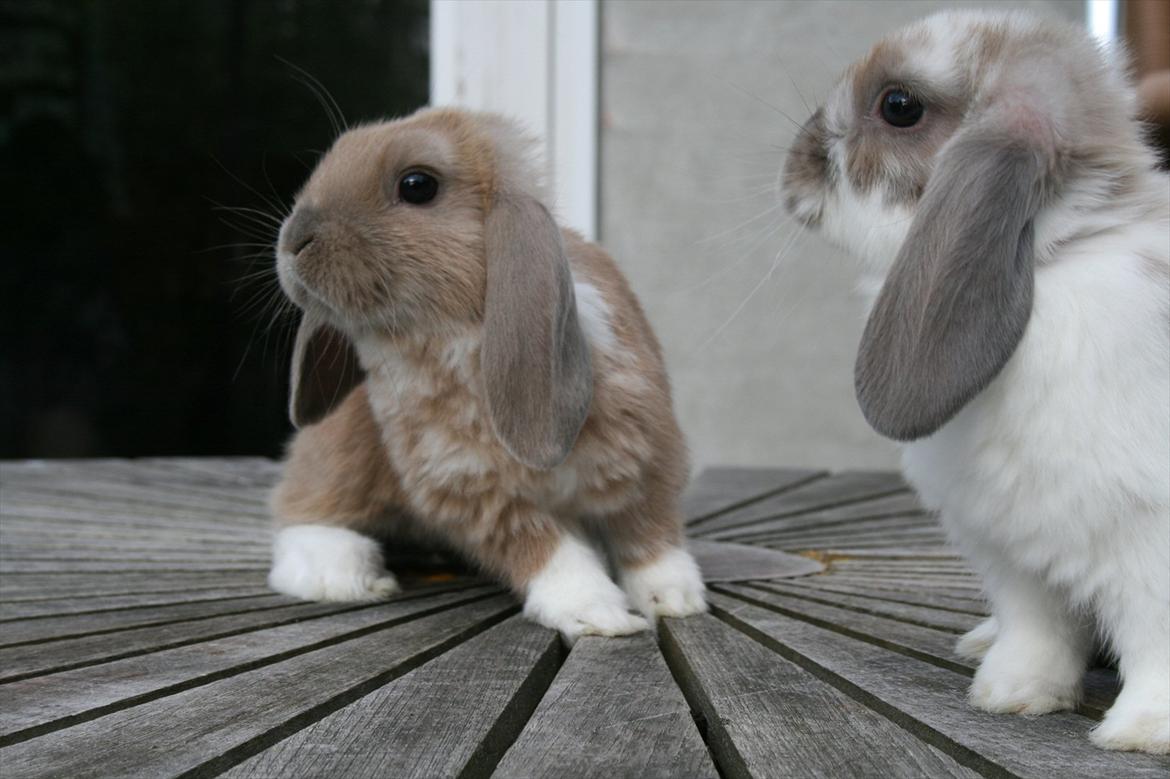 Kanin Nymphadora billede 15