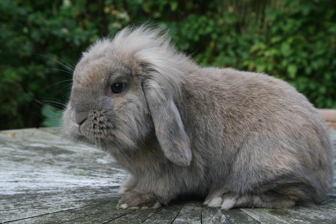 Kanin Tony billede 7