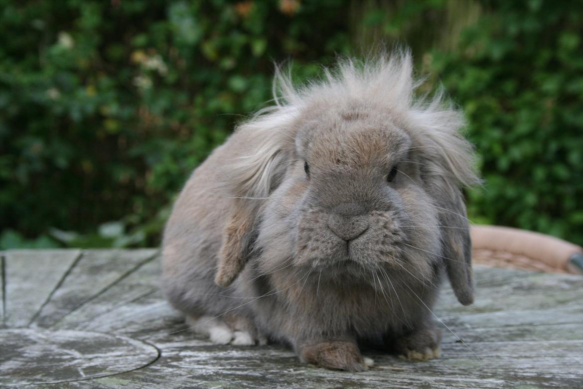 Kanin Tony billede 8