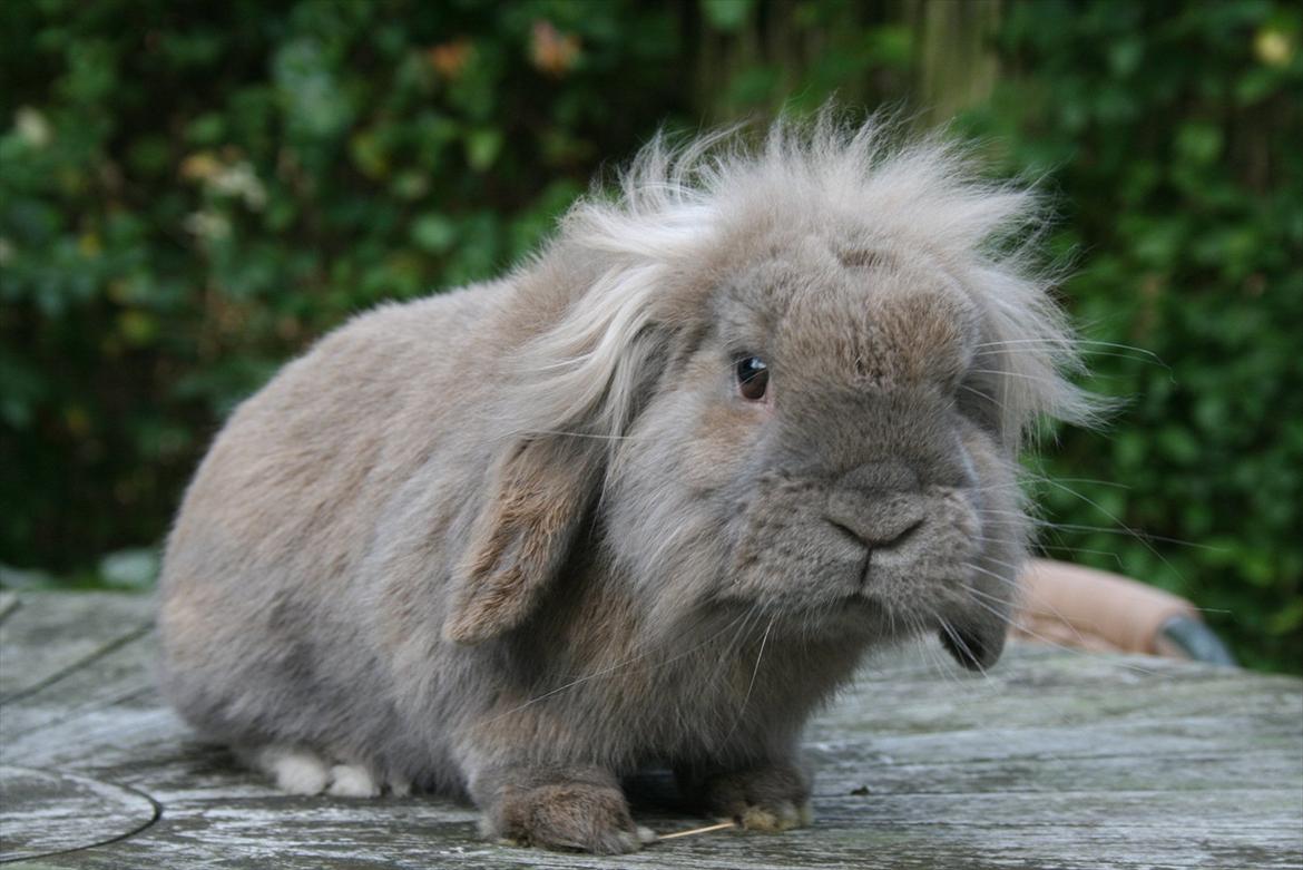 Kanin Tony billede 9