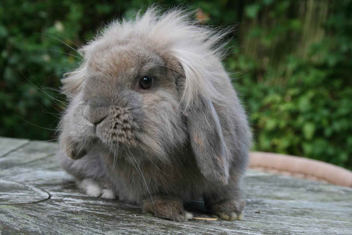 Kanin Tony billede 10