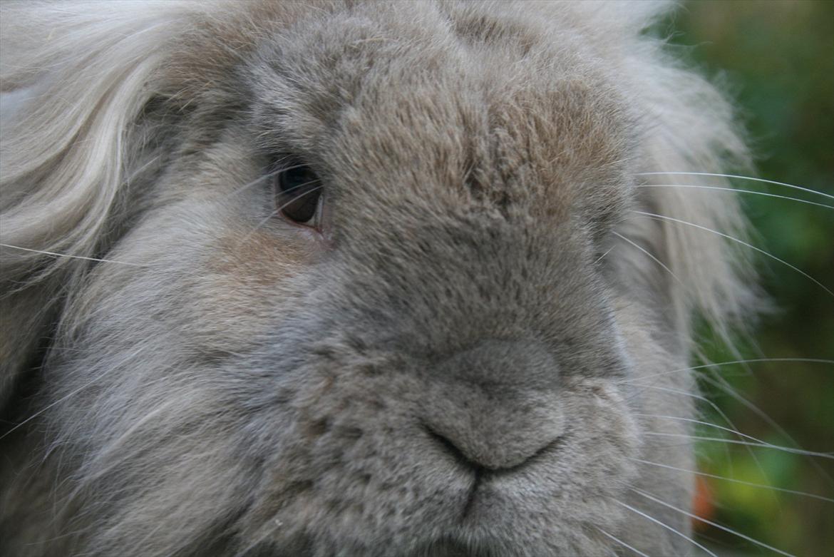 Kanin Tony billede 11