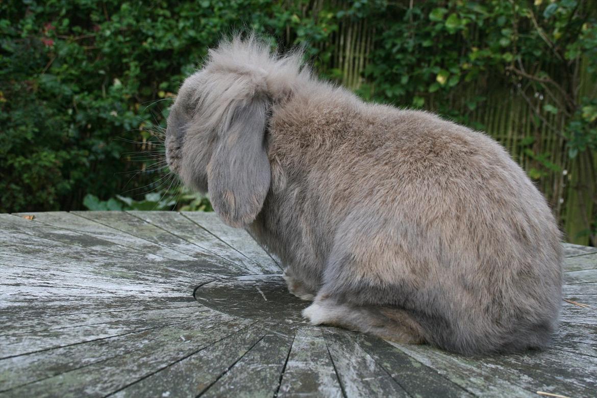 Kanin Tony billede 12