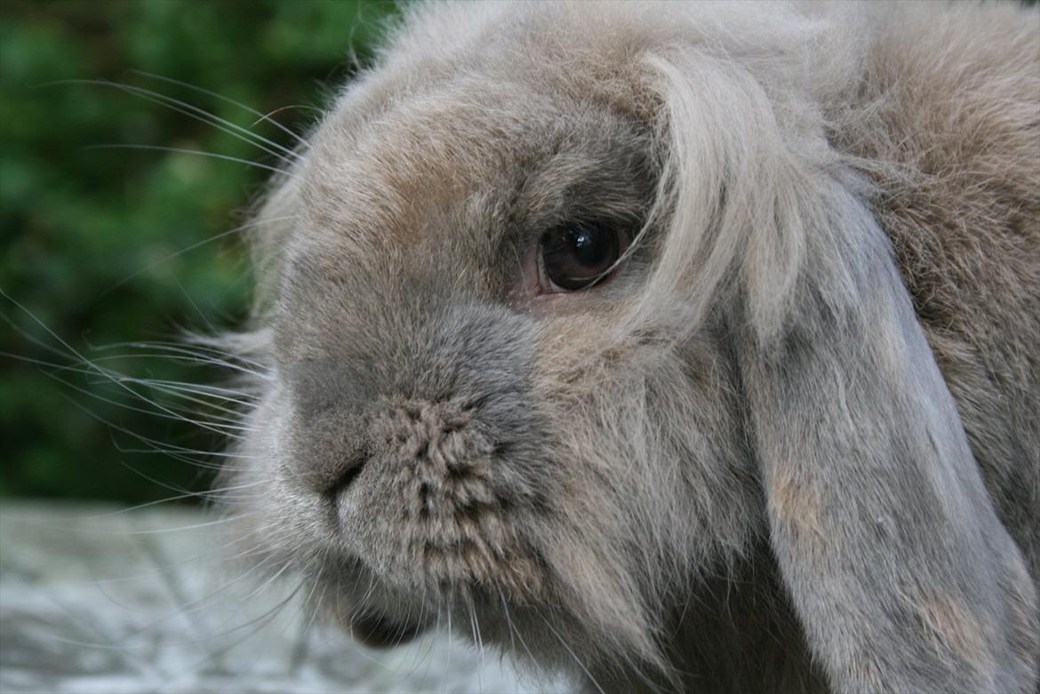 Kanin Tony billede 1