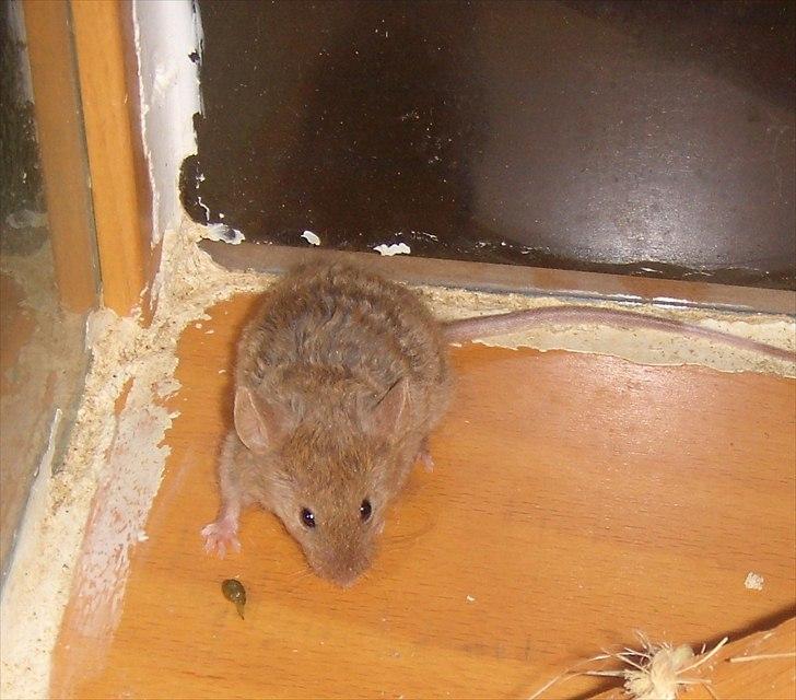 Mus Chatsworth's Curly billede 1