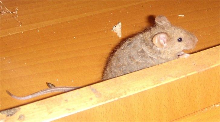 Mus Chatsworth's Curly billede 2